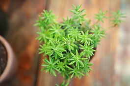 特寫,植物,鍋