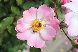 花,蜜蜂,粉色