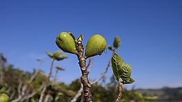 花卉,植物,美容