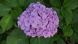其他培训服务,花,紫色
