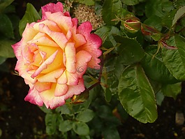 玫瑰,自然,花