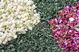 鮮花,芽,花蕾