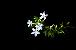 花,黛西,開(kāi)花