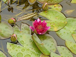 蓮花,花,植物