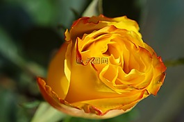 玫瑰,黃色,開花