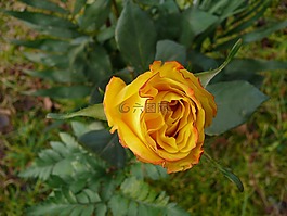 玫瑰,黃色,花
