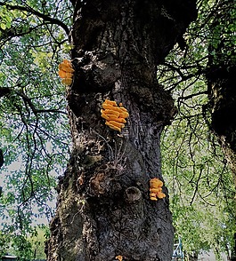 蘑菇,樹(shù),性質(zhì)