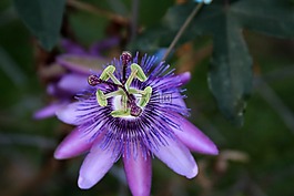 激情藤,花,紫色