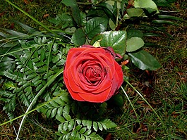 紅玫瑰,開花,花