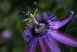 激情藤,花,紫色
