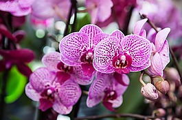 花,蘭花,開花