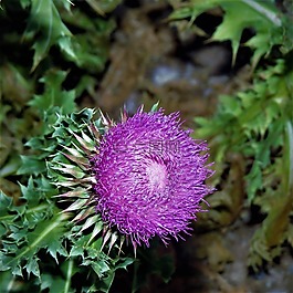 薊,花,野生
