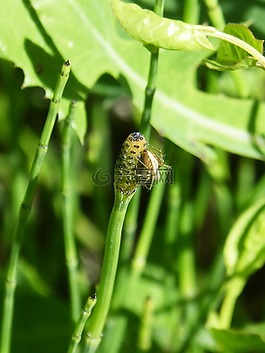 蜘蛛,小小,昆蟲
