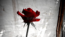 玫瑰,紅色,花