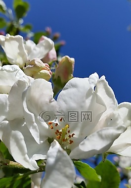 蘋果花,白,花卉