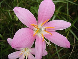 百合,粉紅色,園藝