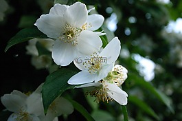 蘋果花,鮮花,春天