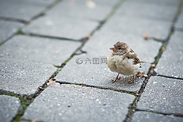 鳥(niǎo),動(dòng)物,瓦