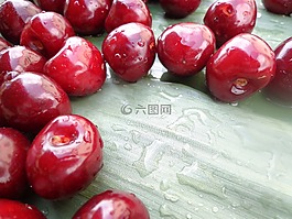 酸櫻桃,里德,夏季
