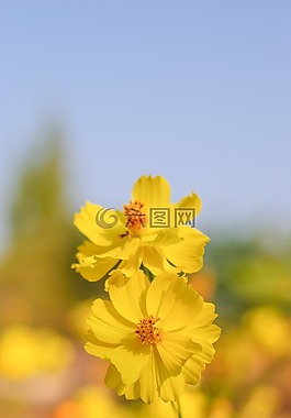 花,宇宙,美麗