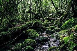 屋久島,綠色,自然