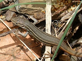 蜥蜴,詳細(xì),sargantana