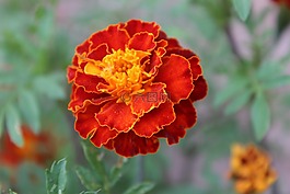 萬壽菊,花卉,特寫