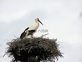 鸛,巢,鳥
