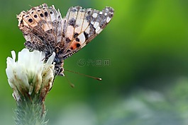 自然,昆蟲,蝴蝶