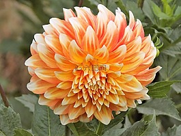 大麗花,性質(zhì),植物