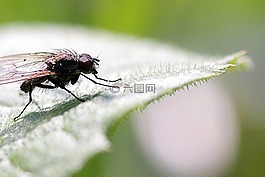 昆蟲,自然,害蟲