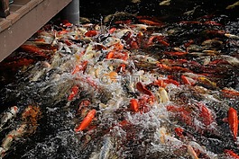 錦鯉,魚,鯉魚