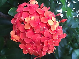 鮮花,這次,花園
