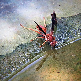 黃蜂,紅色,昆蟲