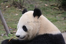 熊猫,熊猫熊,吃