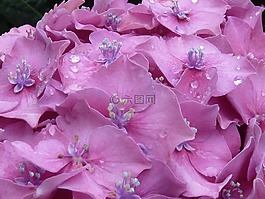 八仙花,露珠,粉紅色