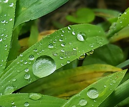 草,湿,水