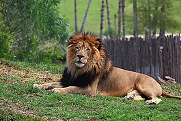 獅子,動物,野生
