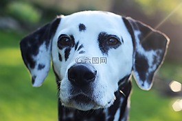 dalmatians,狗,動物