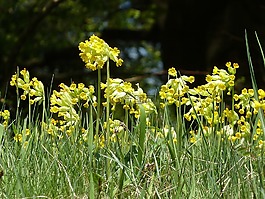 黃花九輪草,春天,黃色
