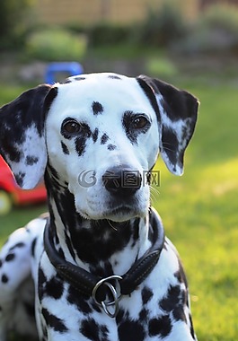 dalmatians,狗,動物