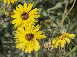鮮花,字段,性質(zhì)