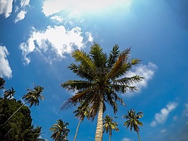 藍色的天空,棕櫚樹,海灘