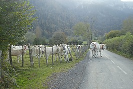 性質(zhì),景觀,草坪