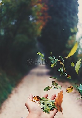 手,棕櫚,葉