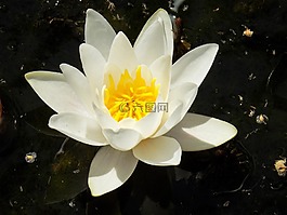 白,开花,睡莲