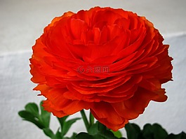 橙,開花,夏花