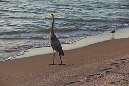 海灘,日落,鳥