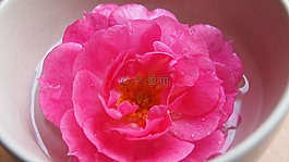 玫瑰,滴,碗