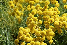 鮮花,黃色,關(guān)閉